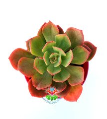 Echeveria Mucronata 8,5 cm Saksılı  Kırmızı Yeşil Renk Sukulent