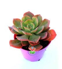 Echeveria Mucronata 8,5 cm Saksılı  Kırmızı Yeşil Renk Sukulent