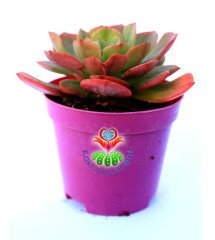 Echeveria Mucronata 8,5 cm Saksılı  Kırmızı Yeşil Renk Sukulent