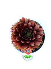 Sempervivum 'Red Beauty' Bordo Renk Yapraklı 8 cm Saksıda Soğuğa ve Susuzluğa Dayanıklı Tür