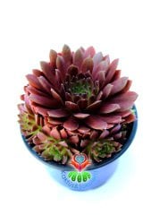 Sempervivum 'Red Beauty' Bordo Renk Yapraklı 8 cm Saksıda Soğuğa ve Susuzluğa Dayanıklı Tür