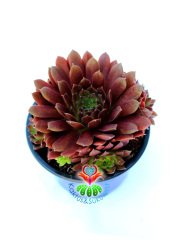 Sempervivum 'Red Beauty' Bordo Renk Yapraklı 8 cm Saksıda Soğuğa ve Susuzluğa Dayanıklı Tür