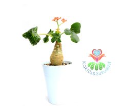 Jatropha Podagrica -Buddha Belly,Bottleplant Shrub,Çok Nadir-12 cm saksıda-Sürekli Çiçekli