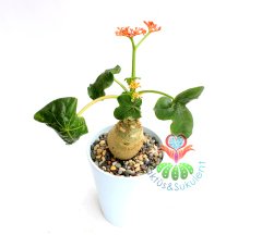 Jatropha Podagrica -Buddha Belly,Bottleplant Shrub,Çok Nadir-12 cm saksıda-Sürekli Çiçekli