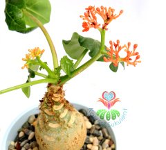 Jatropha Podagrica -Buddha Belly,Bottleplant Shrub,Çok Nadir-12 cm saksıda-Sürekli Çiçekli