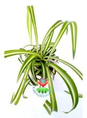 Kurdele Çiçeği, Chlorophytum Comosum Sarı Beyaz Renk 5.5 cm Saksılı