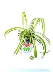 Kurdele Çiçeği, Chlorophytum Comosum Sarı Beyaz Renk 5.5 cm Saksılı