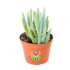 Senecio (Klenia) Mandraliscae -Mavi Renk Çubuk Sukkulent 8,5 cm saksıda-Teraryum, Kaktus,