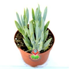 Senecio (Klenia) Mandraliscae -Mavi Renk Çubuk Sukkulent 8,5 cm saksıda-Teraryum, Kaktus,