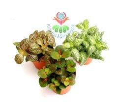 Fittonia Verschaffeltii- Fittonya Bitkisi Bir Saksıda 3-4 Kök 8,5 cm saksıda-Teraryum,Sukulent