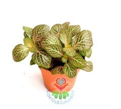Fittonia Verschaffeltii- Fittonya Bitkisi Bir Saksıda 3-4 Kök 8,5 cm saksıda-Teraryum,Sukulent