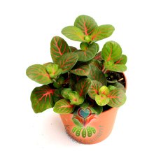Fittonia Verschaffeltii- Fittonya Bitkisi Bir Saksıda 3-4 Kök 8,5 cm saksıda-Teraryum,Sukulent