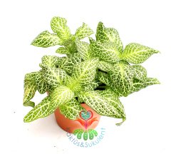 Fittonia Verschaffeltii- Fittonya Bitkisi Bir Saksıda 3-4 Kök 8,5 cm saksıda-Teraryum,Sukulent