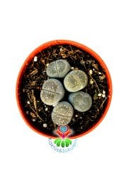 Lithops Mix- Gri-Beyaz Tonlarında Yaşayan Taşlar-5,5 cm Saksıda