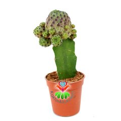 Kaktüs,Sulcorebutia Rauschii-Doğal Pembe Renk- Aşılı Büyük Boy -5,5 cm saksıda-