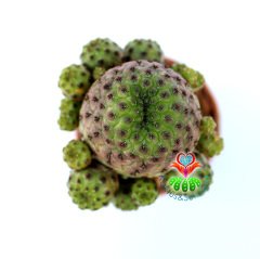 Kaktüs,Sulcorebutia Rauschii-Doğal Pembe Renk- Aşılı Büyük Boy -5,5 cm saksıda-