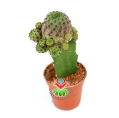 Kaktüs,Sulcorebutia Rauschii-Doğal Pembe Renk- Aşılı Büyük Boy -5,5 cm saksıda-