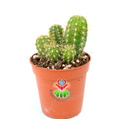 Kaktüs,Weberbauerocereus Winterianus Bir Saksıda Birçok Adet-5,5 cm saksıda-Teraryum,Sukulent