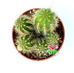 Kaktüs,Weberbauerocereus Winterianus Bir Saksıda Birçok Adet-5,5 cm saksıda-Teraryum,Sukulent