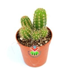 Kaktüs,Weberbauerocereus Winterianus Bir Saksıda Birçok Adet-5,5 cm saksıda-Teraryum,Sukulent