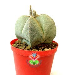 Astrophytum Myriostigma Quadricostatum - 12 cm Saksıda-Nadir Tür