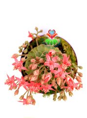 Tacitus Bellus- Graptopetalum Bellum -Pembe Renk Mükemmel Çiçekli -15 cm Saksıda-Tomurcuklu