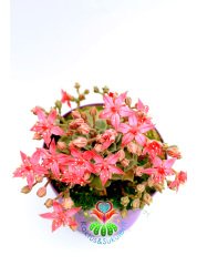 Tacitus Bellus- Graptopetalum Bellum -Pembe Renk Mükemmel Çiçekli -15 cm Saksıda-Tomurcuklu
