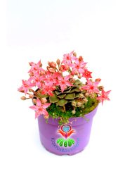 Tacitus Bellus- Graptopetalum Bellum -Pembe Renk Mükemmel Çiçekli -15 cm Saksıda-Tomurcuklu