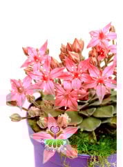 Tacitus Bellus- Graptopetalum Bellum -Pembe Renk Mükemmel Çiçekli -15 cm Saksıda-Tomurcuklu