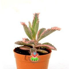 Pembe Aşkın Gözyaşı Çiçeği - Kalanchoe 'Pink Butterflies' - 5,5 cm Saksıda -Çok Nadir Tür