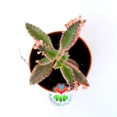 Pembe Aşkın Gözyaşı Çiçeği - Kalanchoe 'Pink Butterflies' - 5,5 cm Saksıda -Çok Nadir Tür