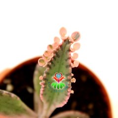 Pembe Aşkın Gözyaşı Çiçeği - Kalanchoe 'Pink Butterflies' - 5,5 cm Saksıda -Çok Nadir Tür