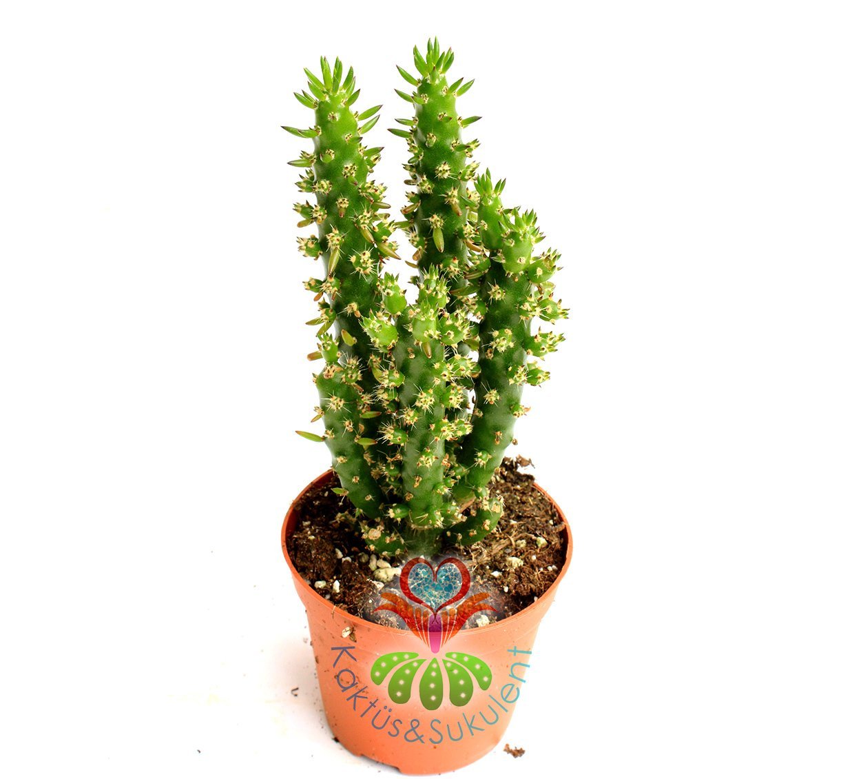Austrocylindropuntia Subulata 8,5 cm saksıda- İnce Gövdeli Kaktüs, Kırmızı Çiçek Açar, Cactus