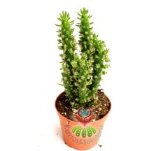 Austrocylindropuntia Subulata 8,5 cm saksıda- İnce Gövdeli Kaktüs, Kırmızı Çiçek Açar, Cactus