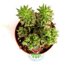 Austrocylindropuntia Subulata 8,5 cm saksıda- İnce Gövdeli Kaktüs, Kırmızı Çiçek Açar, Cactus