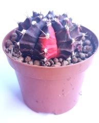 Gymnocalycium Mihanovichii Black x Red -Doğal Renkte Variegeta -8,5 cm Saksıda