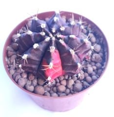 Gymnocalycium Mihanovichii Black x Red -Doğal Renkte Variegeta -8,5 cm Saksıda