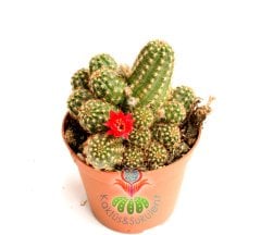 Chamaecereus Hybrid Yavrulu HaldeFuşya,Renk Çiçek Açar-8,5 cm saksıda-Teraryum,Sukulent