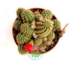 Chamaecereus Hybrid Yavrulu HaldeFuşya,Renk Çiçek Açar-8,5 cm saksıda-Teraryum,Sukulent