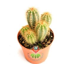 Pilosocereus Chrysostele-1 Saksıda Çok Adet Sütun Kaktüs-8 cm saksıda 10 cm Uzunlukta Kaktüs