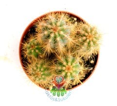 Pilosocereus Chrysostele-1 Saksıda Çok Adet Sütun Kaktüs-8 cm saksıda 10 cm Uzunlukta Kaktüs