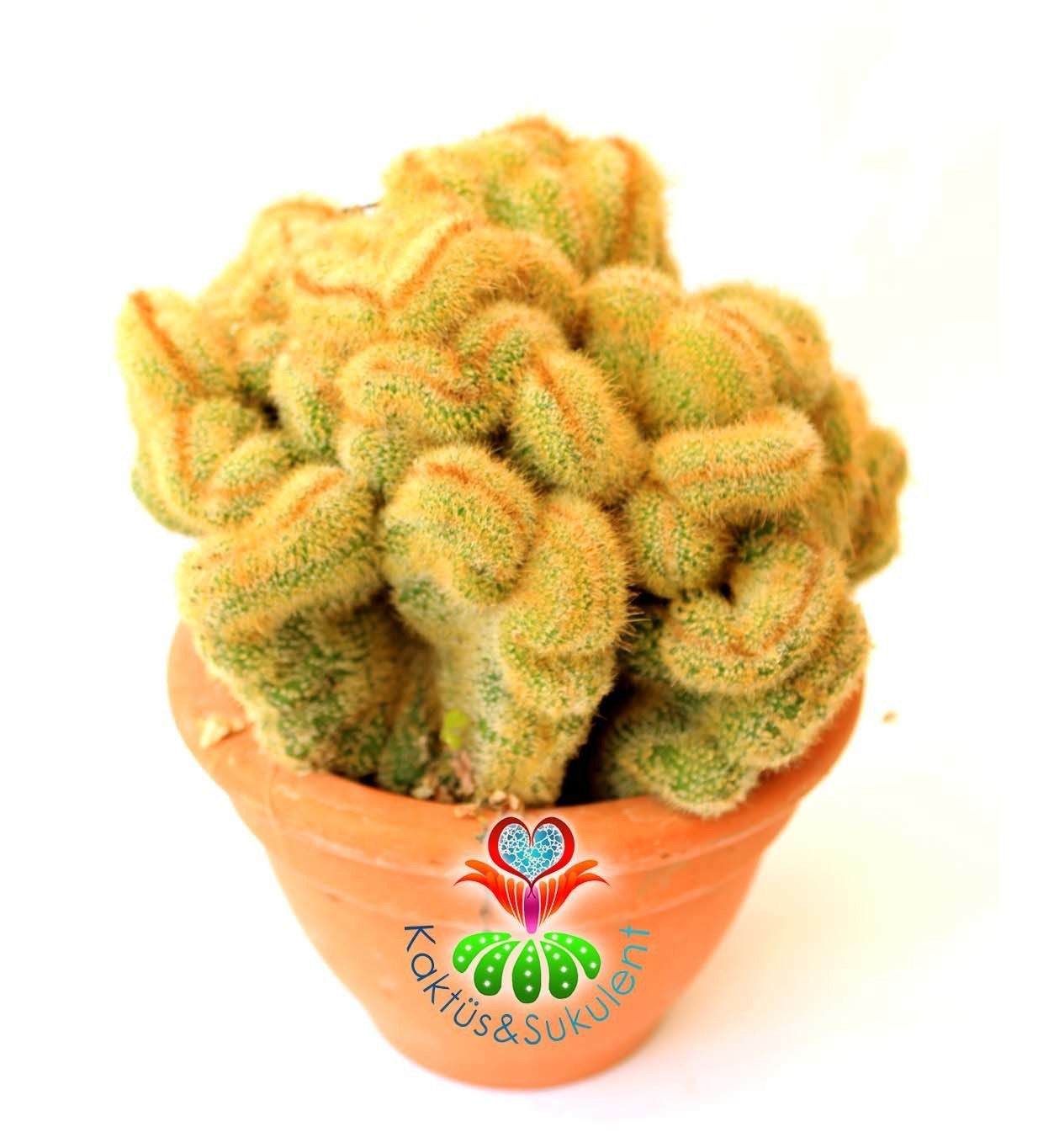 Beyin Kaktüs,Hildewintera (Cleistocactus) Aureispina 12 cm Seramik Saksıda-Özel Tür
