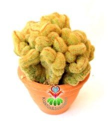 Beyin Kaktüs,Hildewintera (Cleistocactus) Aureispina 12 cm Seramik Saksıda-Özel Tür