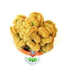 Beyin Kaktüs,Hildewintera (Cleistocactus) Aureispina 12 cm Seramik Saksıda-Özel Tür