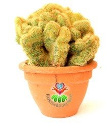 Beyin Kaktüs,Hildewintera (Cleistocactus) Aureispina 12 cm Seramik Saksıda-Özel Tür