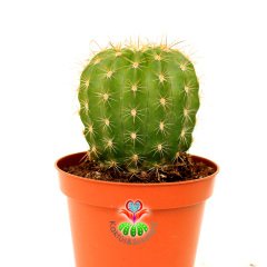 Kaktüs Echinopsis Calochlorum- Kaynana Topuzu Kaktüs- Büyük Beyaz Renk Çiçek Açar- 8,5 cm Saksıda