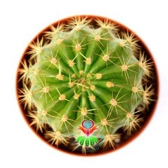 Kaktüs Echinopsis Calochlorum- Kaynana Topuzu Kaktüs- Büyük Beyaz Renk Çiçek Açar- 8,5 cm Saksıda