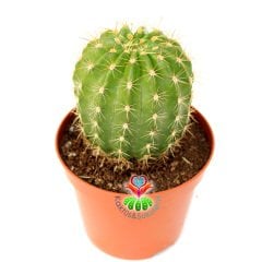 Kaktüs Echinopsis Calochlorum- Kaynana Topuzu Kaktüs- Büyük Beyaz Renk Çiçek Açar- 8,5 cm Saksıda