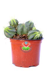 Euphorbia Pulvinata-Yavrulu Formlu Az Dikenli Kaktüs -12 cm Saksıda