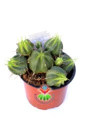 Euphorbia Pulvinata-Yavrulu Formlu Az Dikenli Kaktüs -12 cm Saksıda